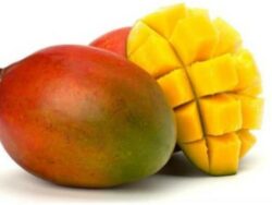 Mangue