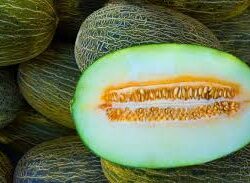 Melon
