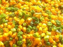 Piment